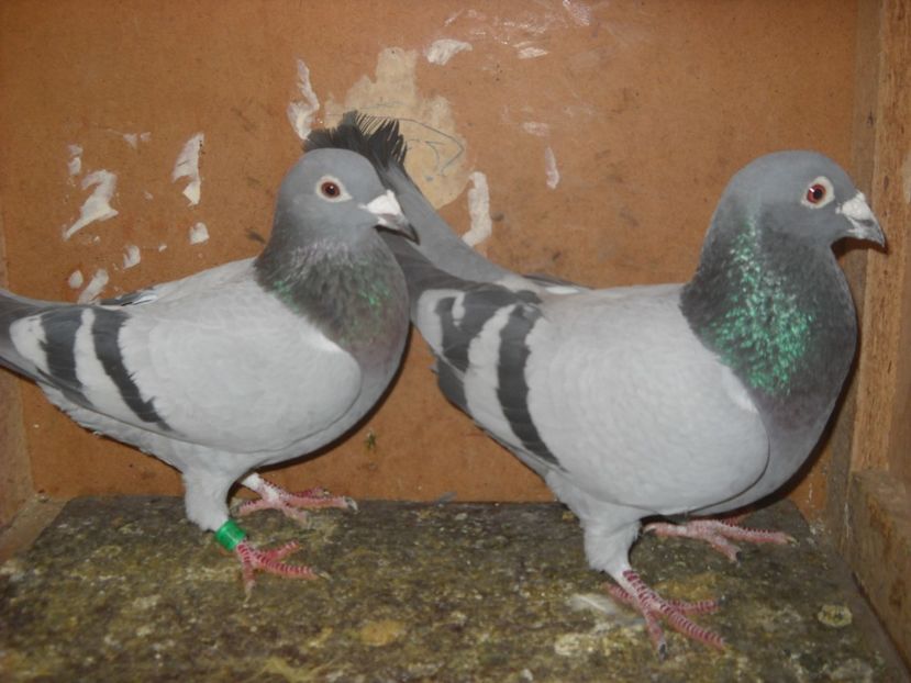  - PORUMBEI VANDUTI 2