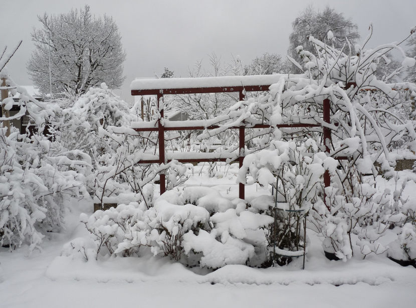  - Azalee si Rhododendroni