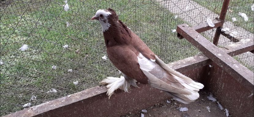 Femela - TAPALAGOSI - 2021