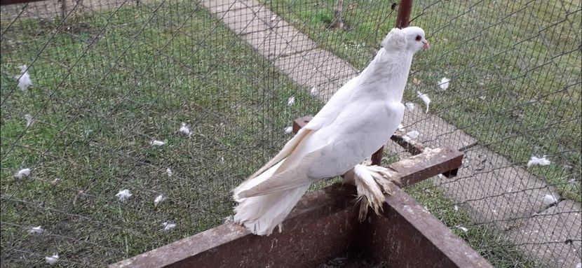 Mascul 12 - TAPALAGOSI - 2021