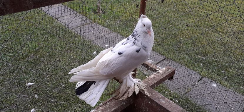 Mascul 3 - TAPALAGOSI - 2021