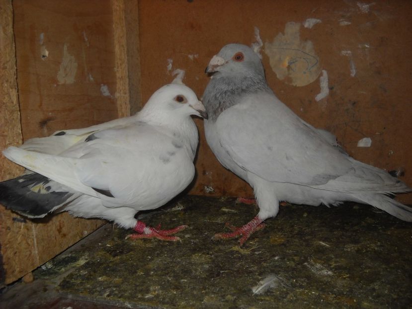  - PORUMBEI VANDUTI 2