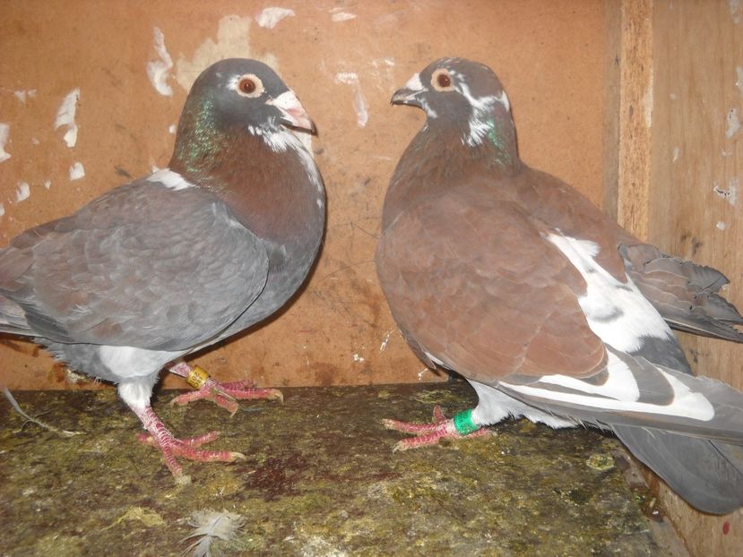  - PORUMBEI VANDUTI 2