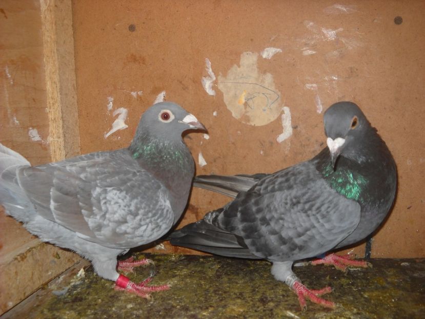 8 - PORUMBEI VANDUTI 2