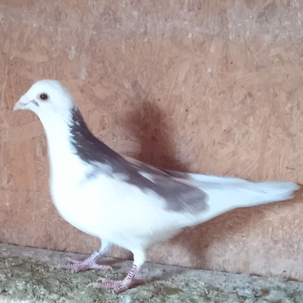 Mascul 20-833 - Bălțat rosu