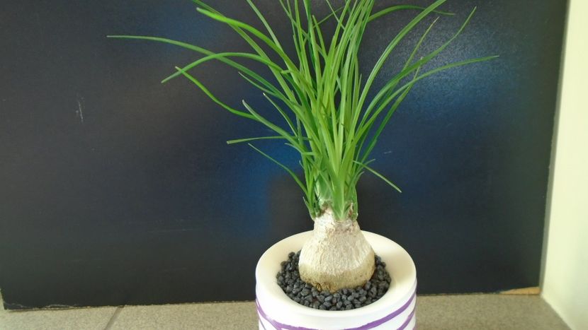 Beaucarnea recurvata (Nolina) - Caudiciforme - pachycaule si bulboase 2020 bis