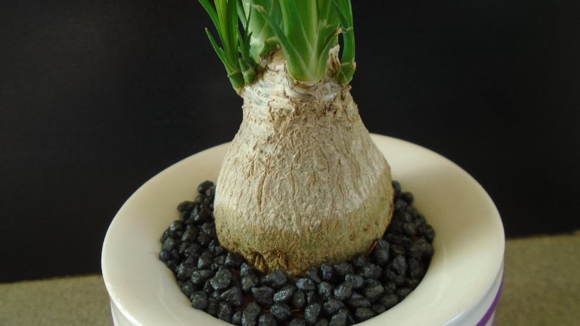 Beaucarnea recurvata (Nolina) - Caudiciforme - pachycaule si bulboase 2020 bis