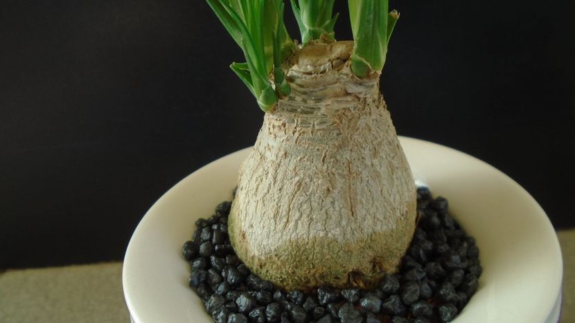 Beaucarnea recurvata (Nolina) - Caudiciforme - pachycaule si bulboase 2020 bis