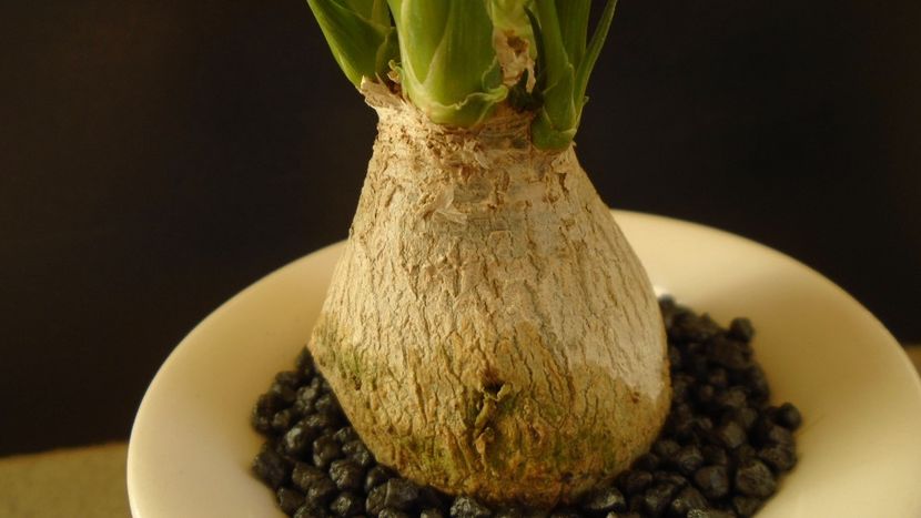 Beaucarnea recurvata (Nolina) - Caudiciforme - pachycaule si bulboase 2020 bis