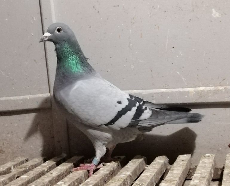 Toya 517001-2016, Scripcaru Vicentiu - PORUMBEI