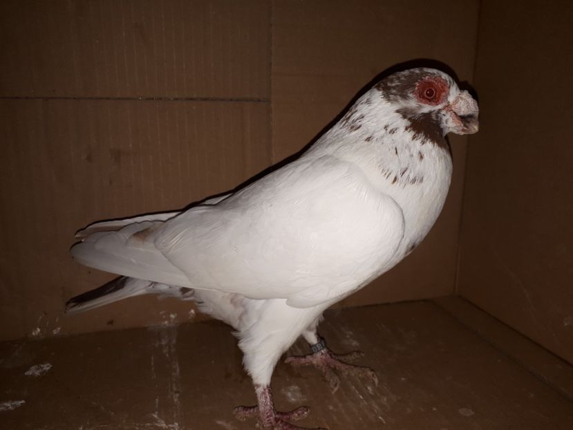 M 2020 - K _ carunculați 2021