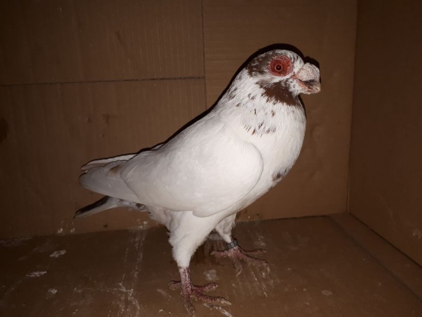  - K _ carunculați 2021