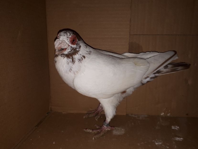  - K _ carunculați 2021