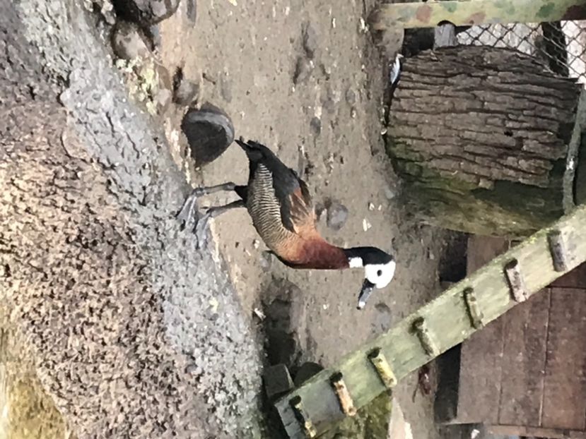 41B9E637-DB6F-4E11-AB7E-193D191D1E69 - Giste  Fluieratoare Calugar