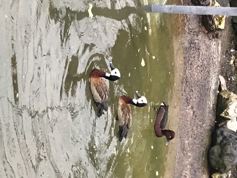 AA9C5134-3A35-459D-9F70-1EC450F19098 - Giste  Fluieratoare Calugar