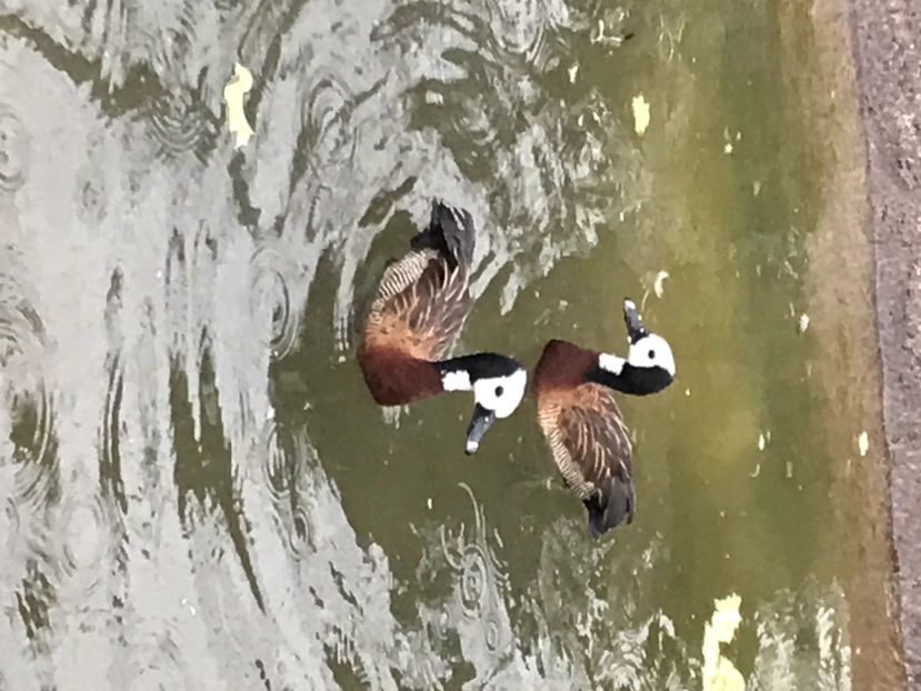 CD559FCA-4F95-4D9F-8B63-035EF56CED28 - Giste  Fluieratoare Calugar