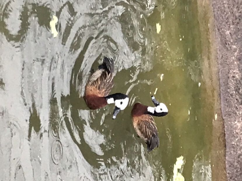 8C88CC39-8E3C-4CD8-A419-3F870EFF6B10 - Giste  Fluieratoare Calugar