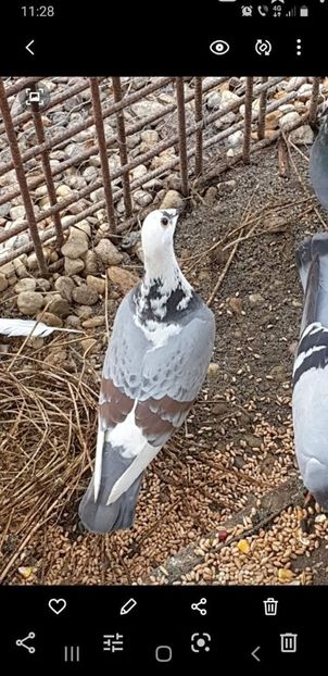  - NU IMI APARTIN ALBUM NR 2