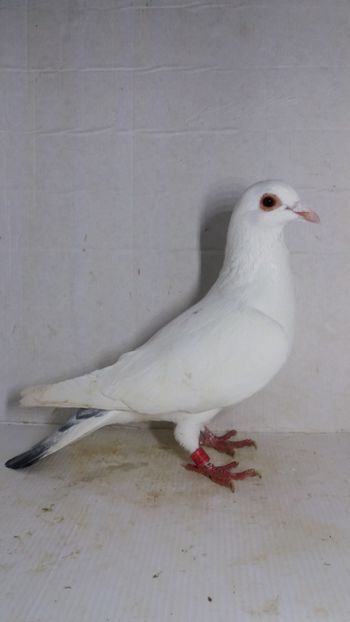 F 2017 vanduta - De! voiajori vanduti