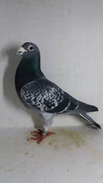 M 2015 vandut - De! voiajori vanduti