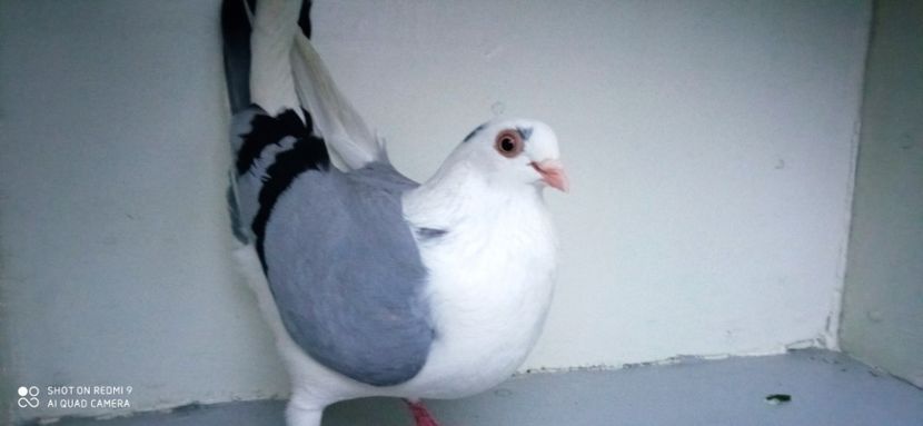  - jucatori de galati pe albastru