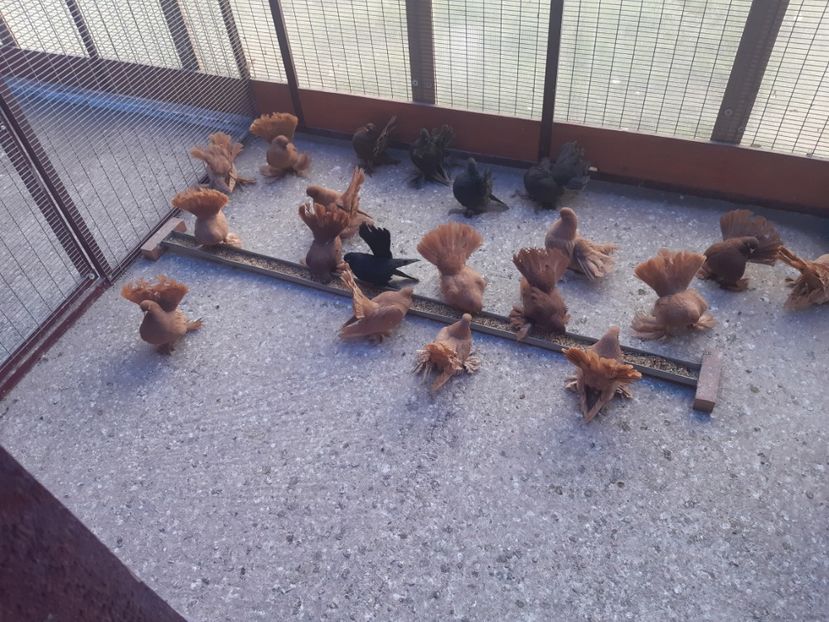  - Rostov si Siberian 2021