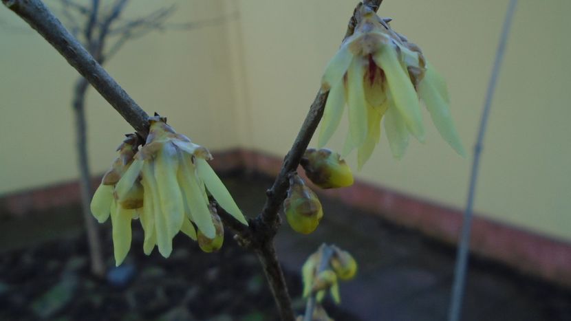 Ian.-febr. 2021 - Arbustul zanei (Chimonanthus praecox) - Flori in plina iarna