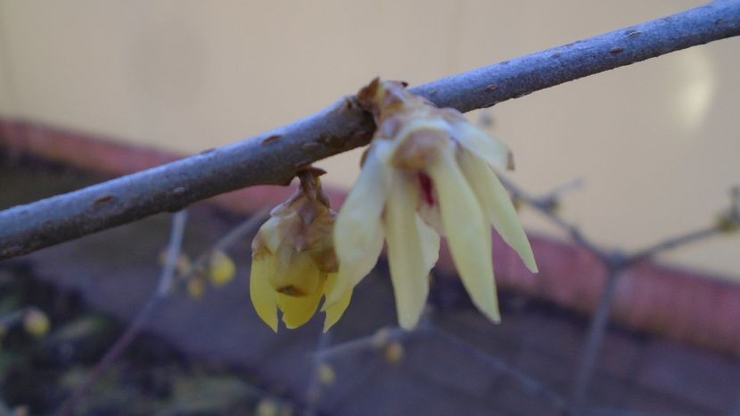 Ian.-febr. 2021 - Arbustul zanei (Chimonanthus praecox) - Flori in plina iarna