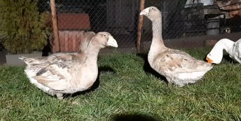 Tineret - Gaste Tula 2021 - Tula geese Tula kampfganse Tula oie