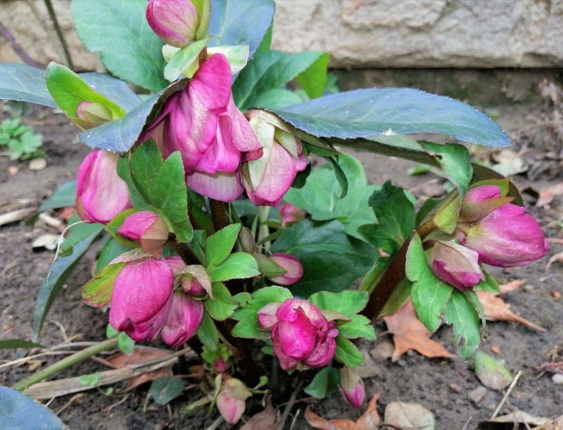 Helleborus Ice N Roses Rose..plantat iarna trecuta - 2021 feb martie aprilie mai