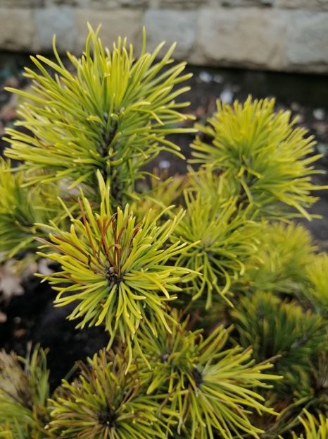 Pinus mugo Carsten Wintergold - 2021 feb martie aprilie mai