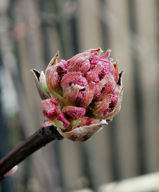 viburnum bodnantense..il astept sa infloresca :) - 2021 feb martie aprilie mai