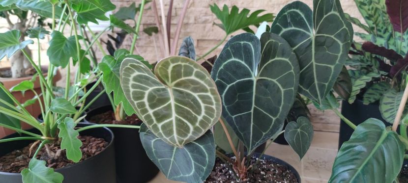  - plantutele mele