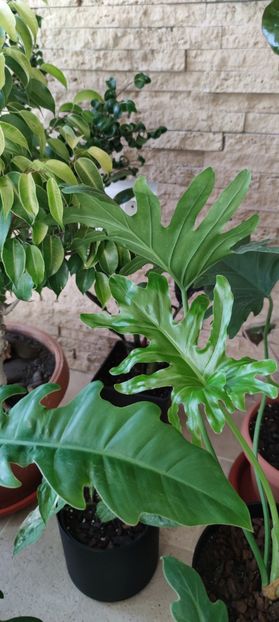  - plantutele mele