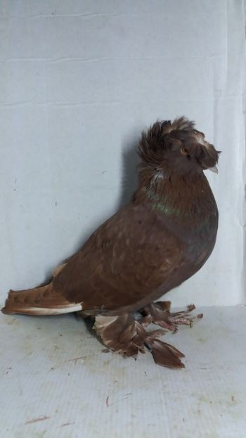 F 2020 - Por tobosari