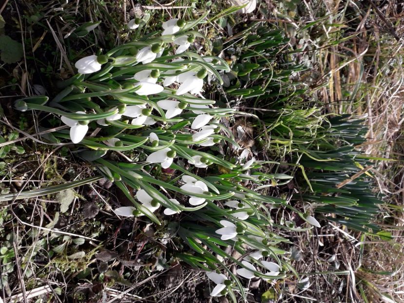 8 februarie cu 15 grade - 1 -primavara 2021