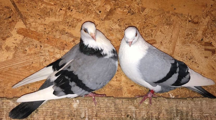 perechea  65 - B - perechi 2021