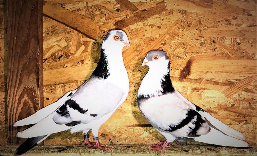 perechea  72 - B - perechi 2021