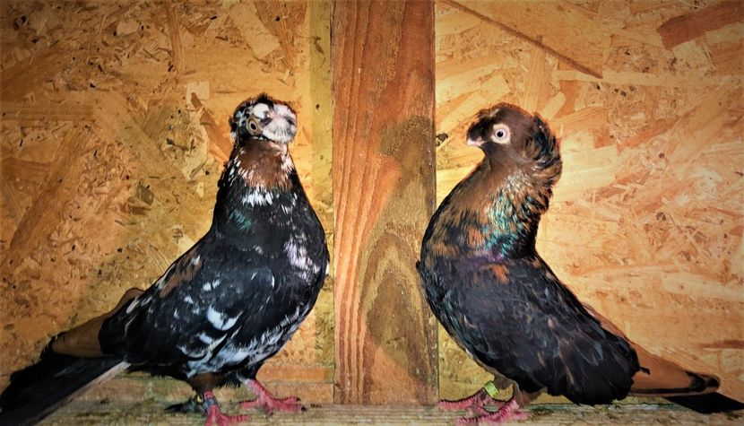 perechea  1 - A - perechi 2021