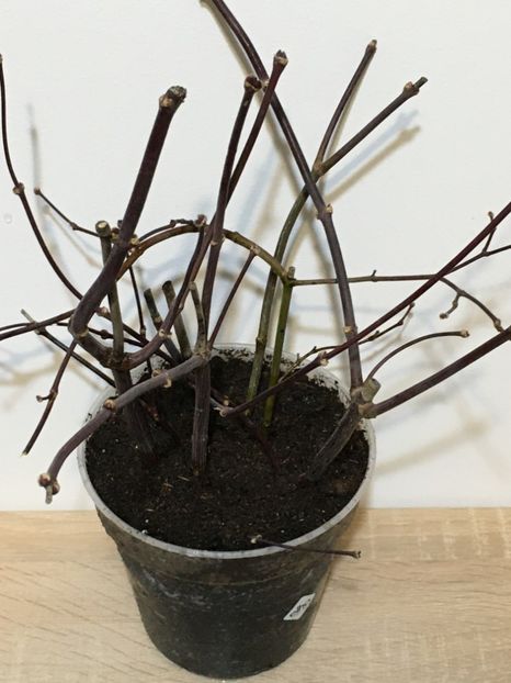 6 Febr - Lastari la inradacinat - Acer palmatum la inradacinat