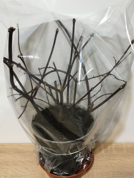 acoperiti cu punga - Acer palmatum la inradacinat