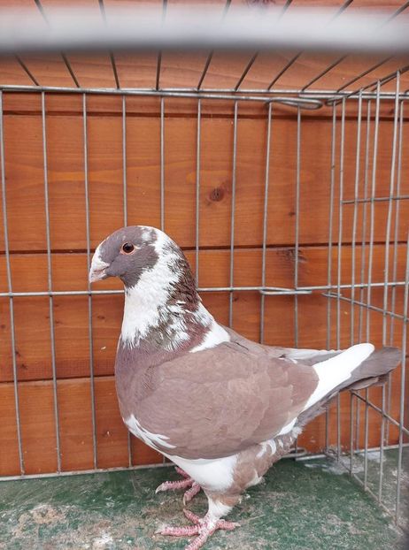 M 2020 Nelu Antonovici - Achizitii 2021