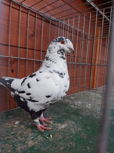 F 2020 Deac Ioan - Achizitii 2021