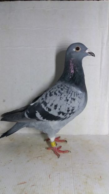 F 2020 vanduta - De vanzare voiajori 2