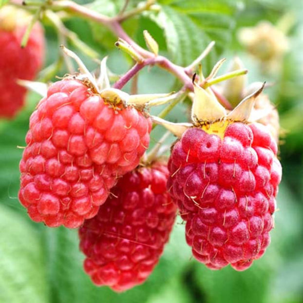 zmeur-remontant-autumn-bliss, sweet garden - Achizitii perene