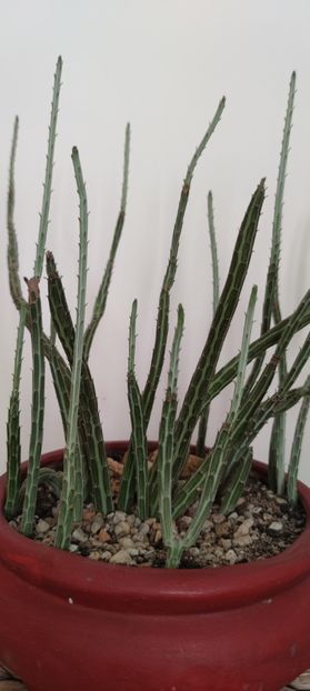  - plantutele mele