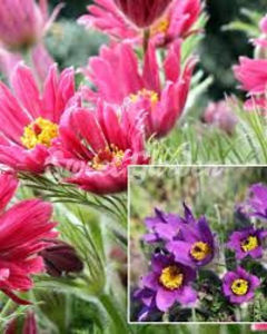 floarea pastelui mix(pulsatila vulgaris), sweet garden - Achizitii perene