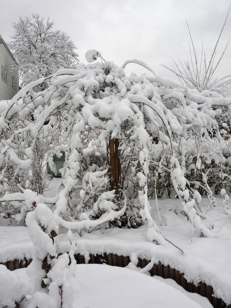  - 2020 - 04 - 2021 - 00 - Iarna