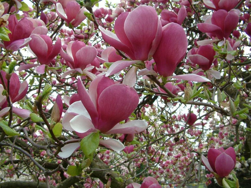 magnolia-rustica-rubra, comanda Maria, Polonia - Achizitii perene