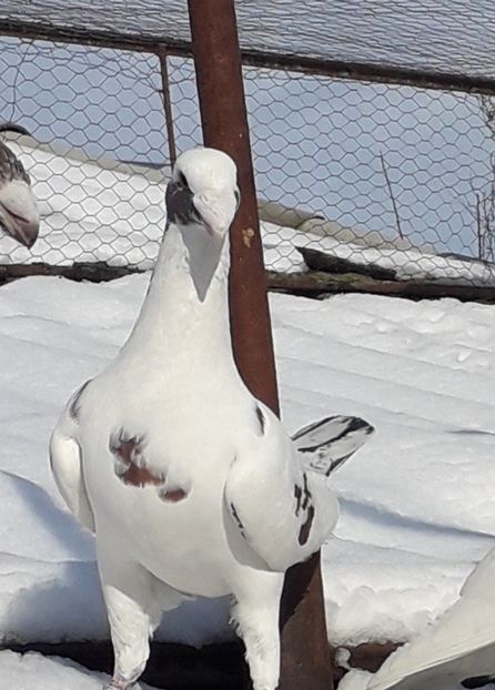 M - voiajori germani